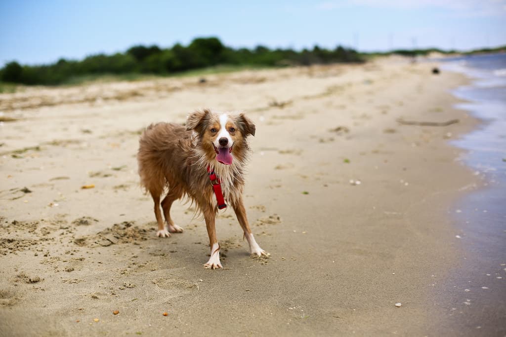 Sandy Hook Beach