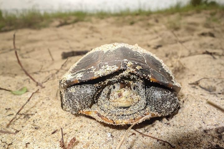 Terrapin Nature Park Beach