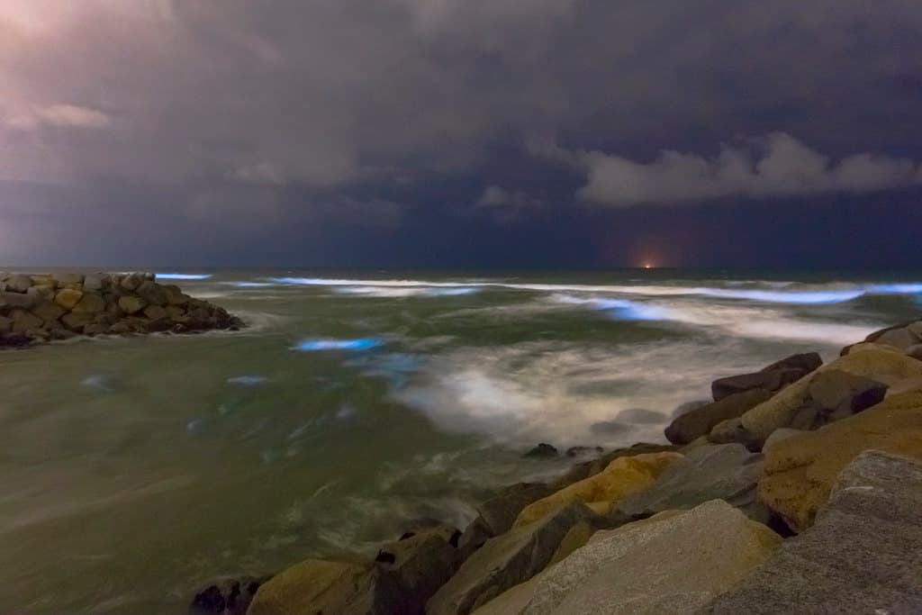 Southern California Bioluminescent Red Tide