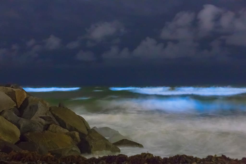 Southern California Bioluminescent Red Tide