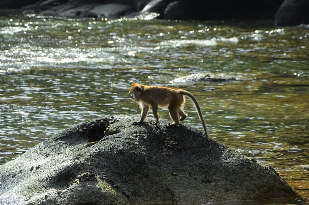 Monkey Beach