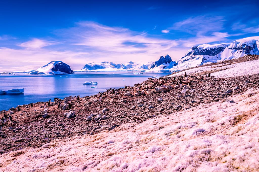 Cuverville Island Beach